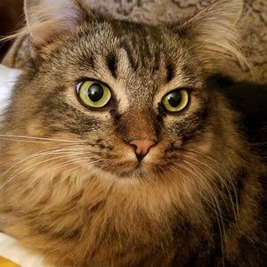 Meet your Posher, Pam